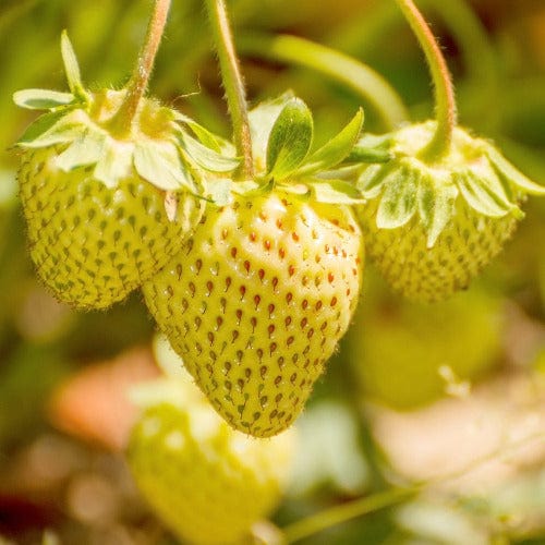 Strawberry - Natural White