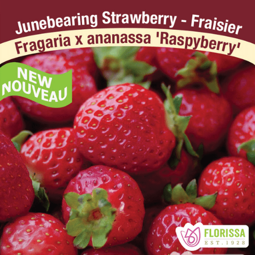 Strawberry - Raspyberry, June Bearing