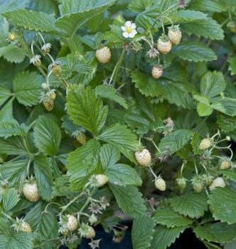 Strawberry Yellow Wonder - West Coast Seeds