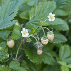 yellow wonder strawberry seeds Strawberry Yellow Wonder