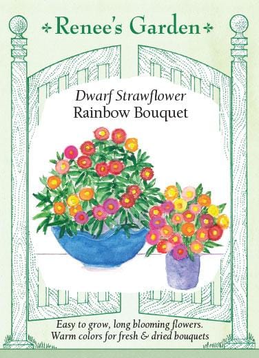 Strawflower Rainbow Bouquet - Renee's Garden