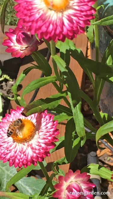 Strawflower Rainbow Bouquet - Renee's Garden