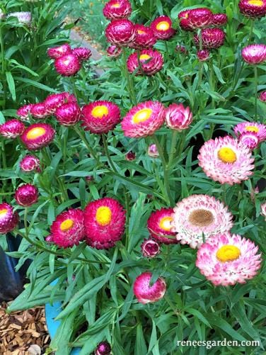 Strawflower Rainbow Bouquet - Renee's Garden