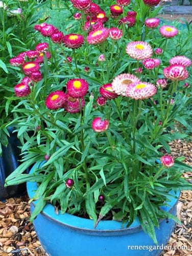 Strawflower Rainbow Bouquet - Renee's Garden