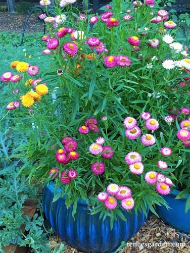Strawflower Rainbow Bouquet - Renee's Garden
