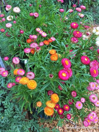 Strawflower Rainbow Bouquet - Renee's Garden