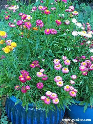 Strawflower Rainbow Bouquet - Renee's Garden