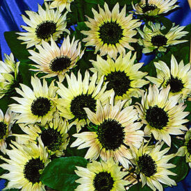 Sunflower Summer Moon - Ontario Seed Company
