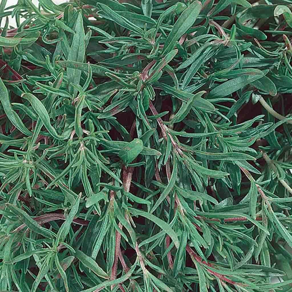 Summer Savory - McKenzie Seeds