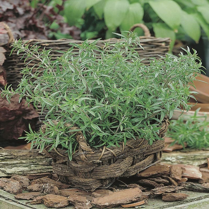 Summer Savory - Mr. Fothergill's Seed