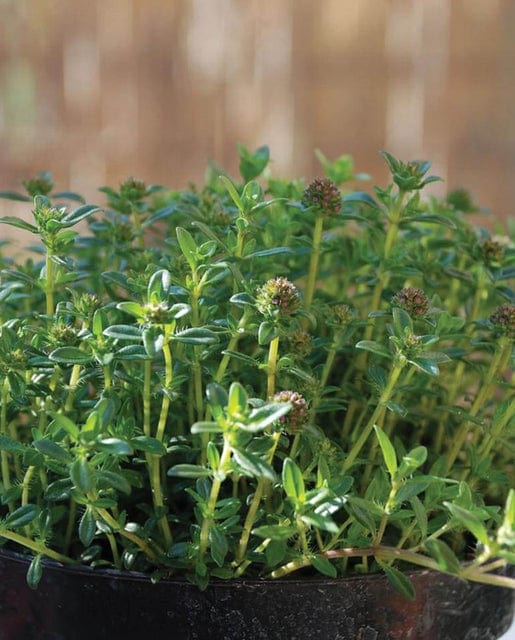 Summer Savory - West Coast Seeds