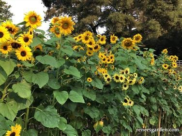 Summer Sunflowers Scatter Can - Renee's Garden