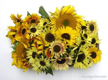 Summer Sunflowers Scatter Can - Renee's Garden