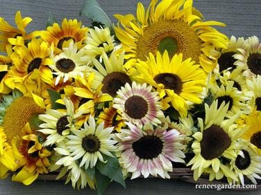 Summer Sunflowers Scatter Can - Renee's Garden