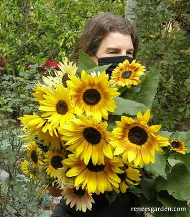 Summer Sunflowers Scatter Can - Renee's Garden