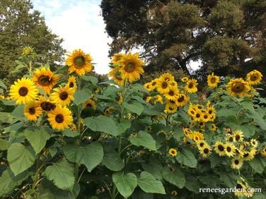 Summer Sunflowers Scatter Can - Renee's Garden