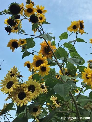 Summer Sunflowers Scatter Can - Renee's Garden