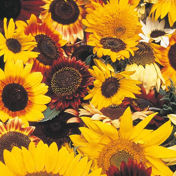 Sunflower Allsorts Mixed - Mr. Fothergill's Seeds