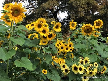 Sunflower An Heirloom Sunflower Forest Bonus - Renee's Garden