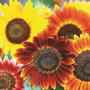 Sunflower Autumn Beauty - McKenzie Seeds 