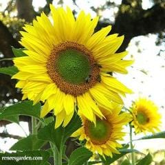 Sunflower Birds & Bees - Renee's Garden