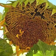 Sunflower Birds & Bees - Renee's Garden