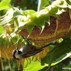 Sunflower Birds & Bees - Renee's Garden