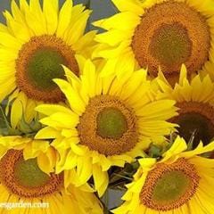 Sunflower Birds & Bees - Renee's Garden