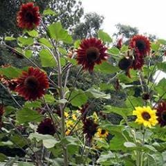 Sunflower Bright Bandolier - Renee's Garden