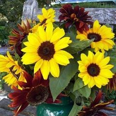 Sunflower Bright Bandolier - Renee's Garden