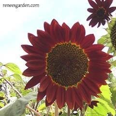 Sunflower Chocolate Cherry - Renee's Garden Seeds