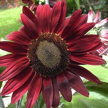 Sunflower Chocolate Cherry - Renee's Garden Seeds