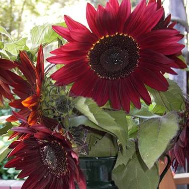 Sunflower Chocolate Cherry - Renee's Garden Seeds