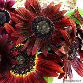 Sunflower Cinnamon - Renee's Garden Seeds