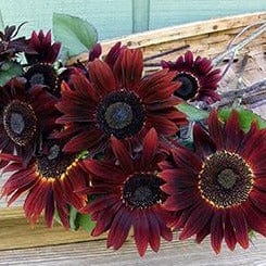 Sunflower Cinnamon - Renee's Garden Seeds