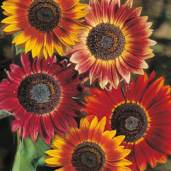 Sunflower Evening Sun - Mr. Fothergill's Seeds
