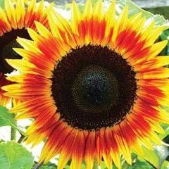 Sunflower Fire Catcher - Burpee Seeds