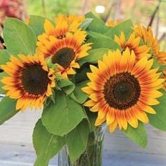 Sunflower Fire Catcher - Burpee Seeds