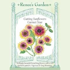 Sunflower Garnet Star - Renee's Garden