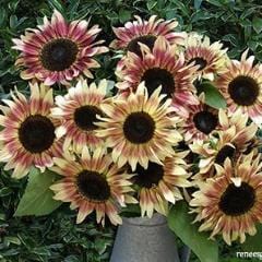 Sunflower Garnet Star - Renee's Garden