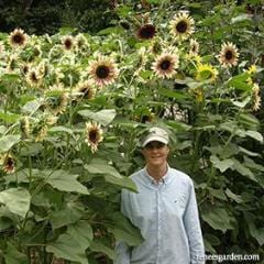 Sunflower Garnet Star - Renee's Garden