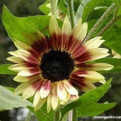 Sunflower Garnet Star - Renee's Garden