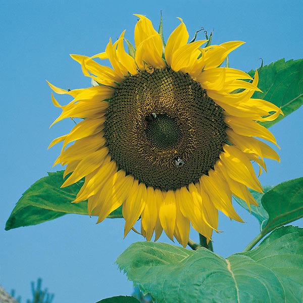 Sunflower Giant Single - Mr. Fothergill's Seeds
