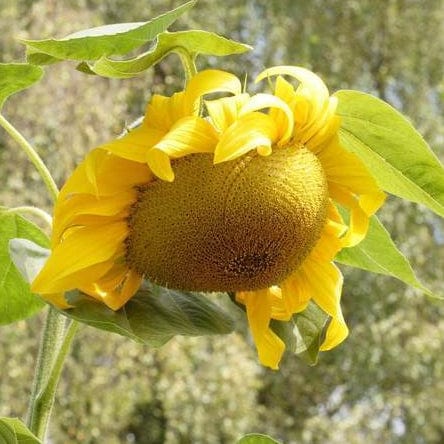 Sunflower Giganteus - West Coast Seeds