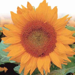 Sunflower Golden Hedge - McKenzie Seeds