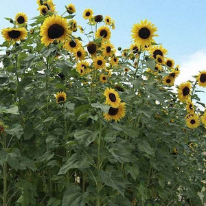 Sunflower Hopi - Saanich Organics Seeds