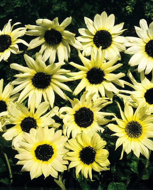 Sunflower Italian White - West Coast Seeds
