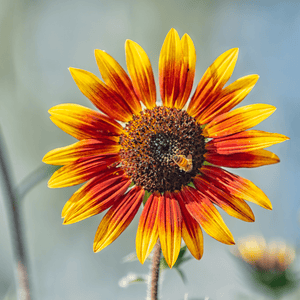 Sunflower Joker - Ontario Seed Company