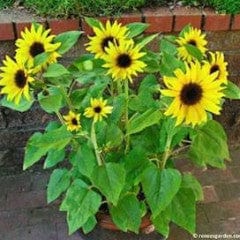 Sunflower Junior - Renee's Garden