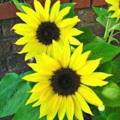 Sunflower Junior - Renee's Garden